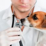 Hospital Veterinário Berna